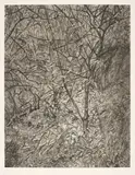 Garden in Winter by Lucian Freud, 1998-99, Etching, on Somerset Textured paper, with full margins,, sold Oct 2015