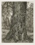 Lucian Freud, After Constable's Elm, 2003, Etching, on Somerset Textured paper, with full margins,