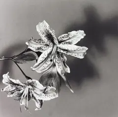Lily by Robert Mapplethorpe, 1979, Gelatin silver print, offered May 2015