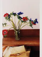 Anemone II by Wolfgang Tillmans, 2003, Chromogenic print, printed 2004, sold May 2015
