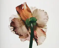 Irving Penn, Tuberous Begonia, New York, 1973, Pigment print, printed 2007