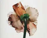 Tuberous Begonia, New York by Irving Penn, 1973, Pigment print, printed 2007, sold May 2015