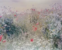Wildflowers from Flowers by Ori Gersht, 2004, Chromogenic print, sold May 2015