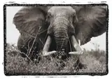 Peter Beard, Large tusker (c. 150 lbs per side), Tsavo North, near hunting block 33/ Ithumber Hill on the Athi-Tiva dry river, February, 1965, Gelatin silver print, printed later