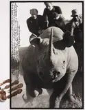 Peter Beard, Rhino Roping with Ken Randall in Darajani, Tsavo, Kenya, 1964-1965, Gelatin silver print with paint and ink from Camera Work Portfolio , printed 1998