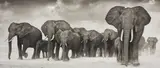 Elephants on the move, Amboseli by Nick Brandt, 2006, Archival pigment print, sold May 2015