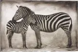 Portrait of Zebra Mother and Baby, Ngorongoro by Nick Brandt, 2005, Archival pigment print, sold May 2015