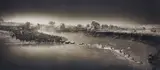 Zebras crossing river, Maasai Mara by Nick Brandt, 2006, Archival pigment print, sold May 2015