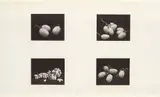 Irving Penn, Four Photographs of Grapes (A), New York, Feb