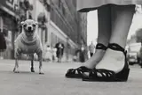 Elliott Erwitt, New York