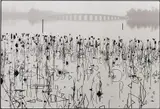 René Burri, Wilted Lotus Blossoms, former Summer Palace, Kunming Lake, Beijing, China, 1964, Gelatin silver print, printed 2010