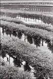 The Palais Royal Gardens, Paris by Henri Cartier-Bresson, 1959, Gelatin silver print, printed later, sold May 2015