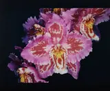 Untitled (Orchid) by Nobuyoshi Araki, n.d., Dye destruction print, face-mounted to Plexiglas, offered May 2015
