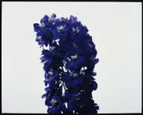 Nobuyoshi Araki, Untitled (Delphinium)