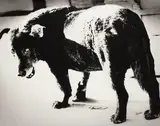 Daidō Moriyama, Stray Dog, Misawa, 1971, Gelatin silver print, printed later