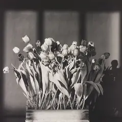 Tulips by Robert Mapplethorpe, 1983, Gelatin silver print, sold Nov 2015