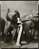 Richard Avedon, Dovima with Elephants, Evening Dress by Dior, Cirque d’Hiver, Paris, August