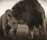 Lions Head to Head, Maasai Mara by Nick Brandt, 2008, Archival pigment print, sold Nov 2015