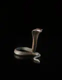 Jean Dunand, Cobra