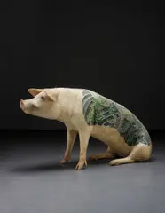 Wim Delvoye, Untitled (Koi), 2008, stuffed and tattooed pig