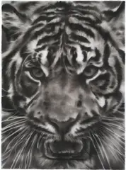 Robert Longo, Study of Tiger Head 4B, 2011, ink and charcoal on vellum