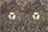 Roni Horn, Untitled (To Nest) #5