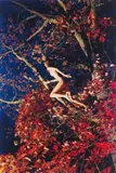 Ryan McGinley, Marieke (Fall Foliage), 2011, c-print