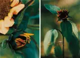 Thomas Struth, Two works: Plant N°16, Small Sunflower with black kernel, Winterthur; Plant N°18, Kleine Geschlossenen Sonnenblume, Winterthur, 1992, c-print