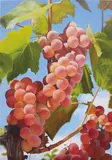 Mustafa Hulusi, Grapes I, 2007, oil on canvas