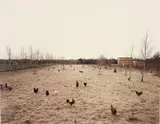 Andreas Gursky, Hühner, Krefeld, 1989, colour coupler print mounted on board