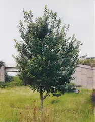 The Neutral Territory by Roe Ethridge, 1997, cibachrome print, offered Dec 2014