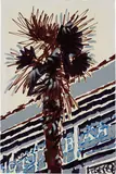 Oleg Tistol, Yalta, 2007, acrylic, marker, lacquer on canvas
