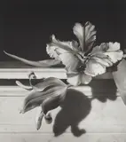 Tulips, Oyster Bay, New York by Horst P. Horst, 1989, Platinum palladium print, sold May 2014