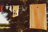 Untitled (Laundry Line) by William Eggleston, 1970s, Chromogenic print, sold May 2014