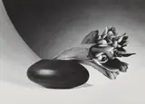Tulips ('Just To Thank You') by Robert Mapplethorpe, 1987, Gelatin silver print, sold May 2014