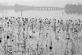 Wilted Lotus Blossoms, former Summer Palace, Kunming Lake, Beijing, China by René Burri, 1964, Gelatin silver print, printed later, sold May 2014