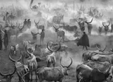 Dinka Cattle Camp of Amak, Southern Sudan by Sebastião Salgado, 2006, Gelatin silver print, sold May 2014