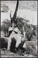 Elephant reaching for the last branch on a tree, Kenya by Peter Beard, 1960, Gelatin silver print with ink and paint, printed later, sold May 2014