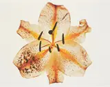 Lily: Melridge, New York by Irving Penn, 1971, Pigment print, printed 2007, sold Nov 2014