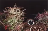 Untitled (Memphis, Tennessee) by William Eggleston, 1967-1969, Dye transfer print, offered Nov 2014