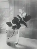 White rose in a glass by Josef Sudek, 1952, Gelatin silver print, sold Nov 2014