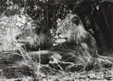 Sebastião Salgado, Kafue National Park, Zambia
