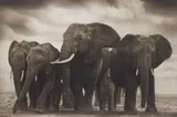 Elephant Five, Amboseli by Nick Brandt, 2008, Archival pigment print, sold Nov 2014