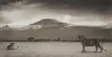 Nick Brandt, Lionesses with Kilimanjaro, Amboseli