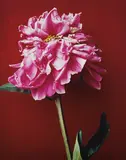 Untitled (Pink Flower) from Akt-Tokyo by Nobuyoshi Araki, n.d., Dye destruction print, sold Nov 2014