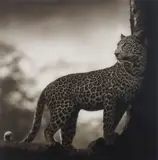 Leopard in crook of tree, Nakuru by Nick Brandt, 2007, Archival pigment print, face-mounted to Plexiglas, offered Nov 2014
