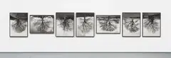Rodney Graham, Welsh Oaks, 1998, Seven gelatin silver prints