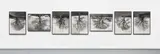 Rodney Graham, Welsh Oaks, 1998, Seven gelatin silver prints