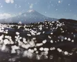 Asako Narahashi, Kawaguchiko from half awake and half asleep in the water, 2003, Chromogenic print, printed 2014