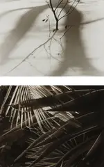 Ralph Steiner, Selected Images, 1921-1977, Three gelatin silver prints, printed 1979-1981